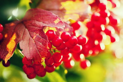 가을의 가막살나무