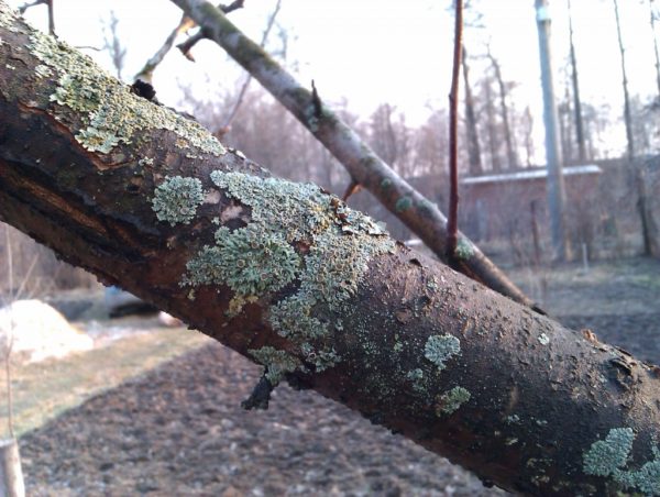 황산구리로 나무를 처리하다
