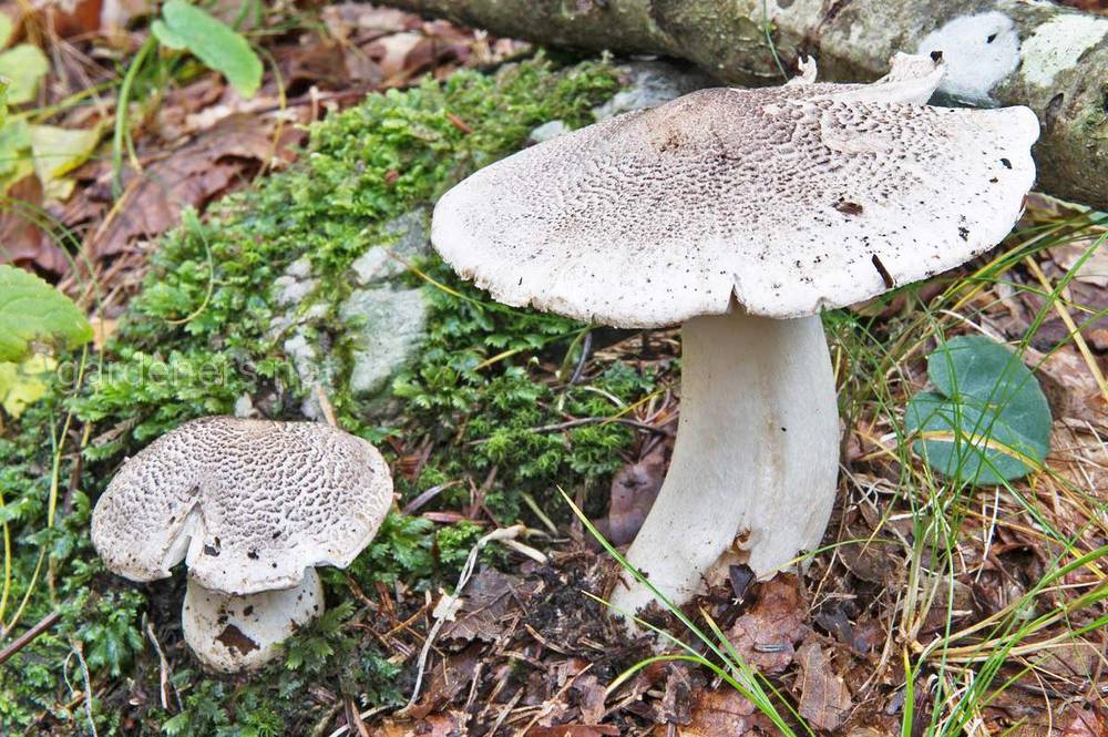 호랑이 또는 표범 로완