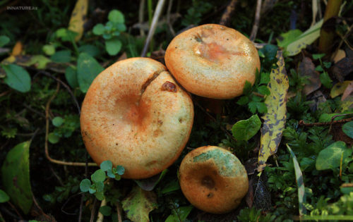 사프란 밀크캡의 분포 지역