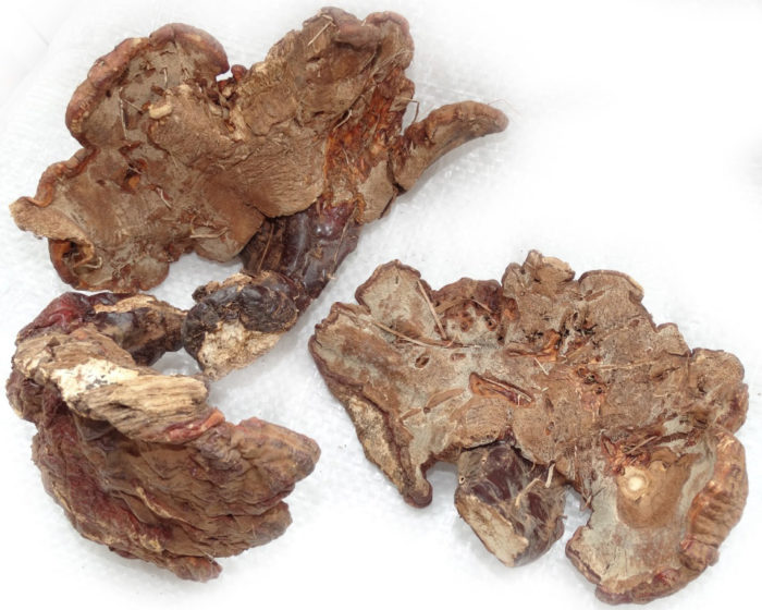 바니시 처리된 틴더 곰팡이