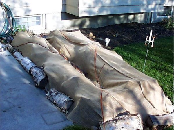 겨울 동안 라벤더를 덮다