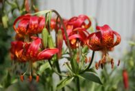 가을철 백합 관리