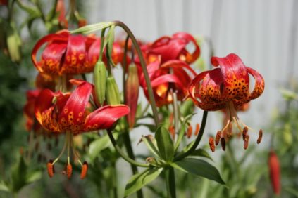 가을철 백합 관리