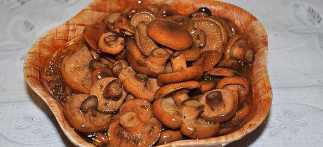 요리하지 않은 버섯