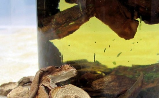 메이타케 버섯 오일 주입