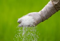 가을에 요소 살포하기