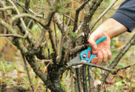 가을에 라일락 가지치기 방법