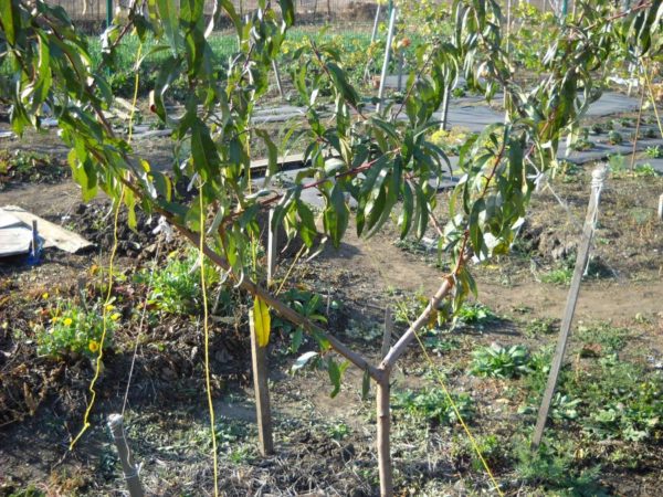 복숭아나무 심기