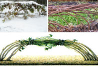 겨울철 라즈베리를 덮는 방법