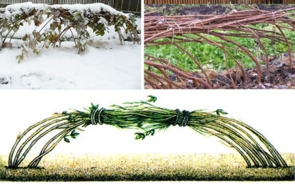 겨울철 라즈베리를 덮는 방법