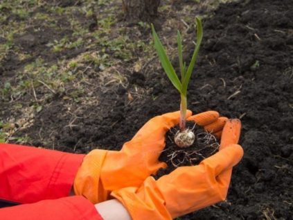 가을 마늘 심기용 비료