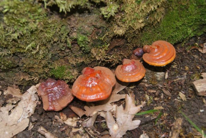 바니시 처리된 틴더 곰팡이