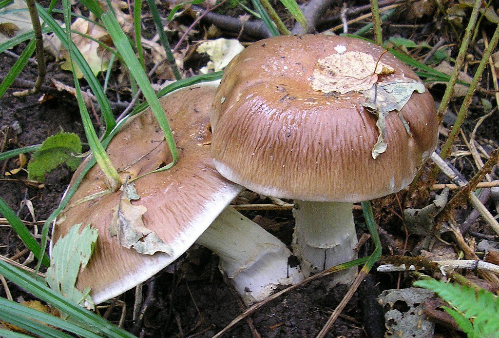 코르티나리아 수페르보