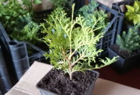 가을에 꺾꽂이로 측백나무를 번식시키다