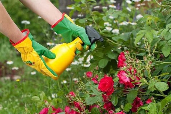 장미에 황산철 처리하기