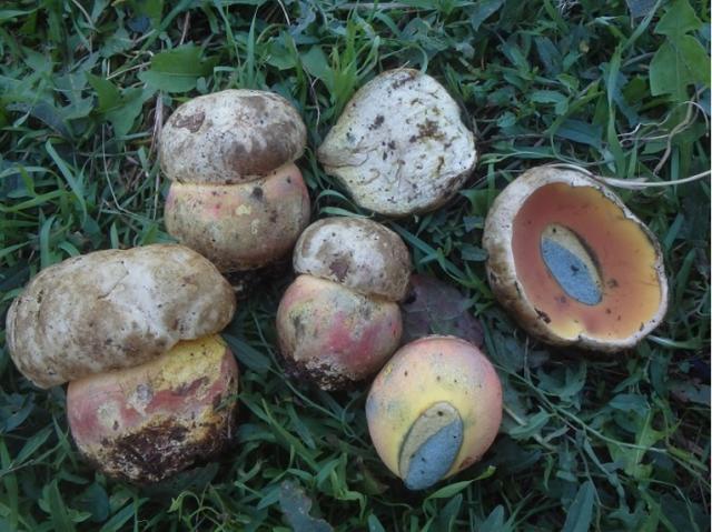 균류의 형태학적 특징