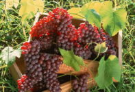 포도 심는 방법