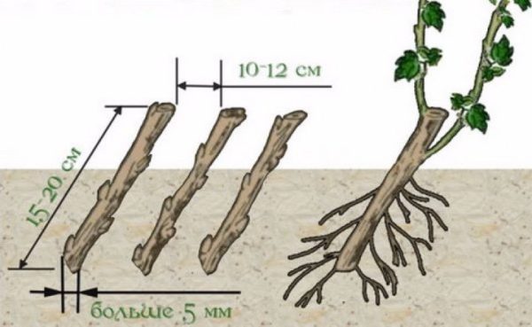건포도를 절단하여 번식시키다
