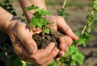 건포도를 절단하여 번식시키다