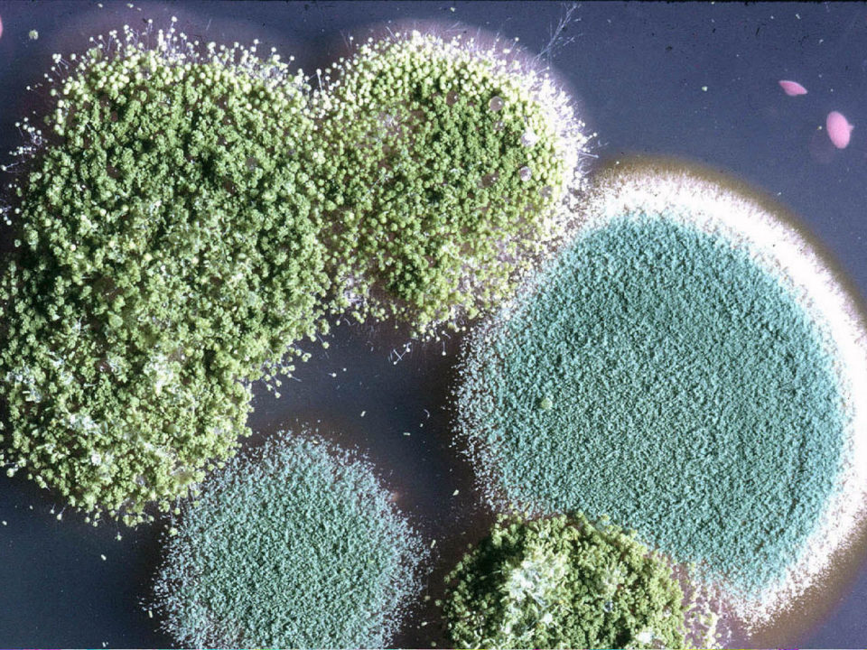 아스페르길루스