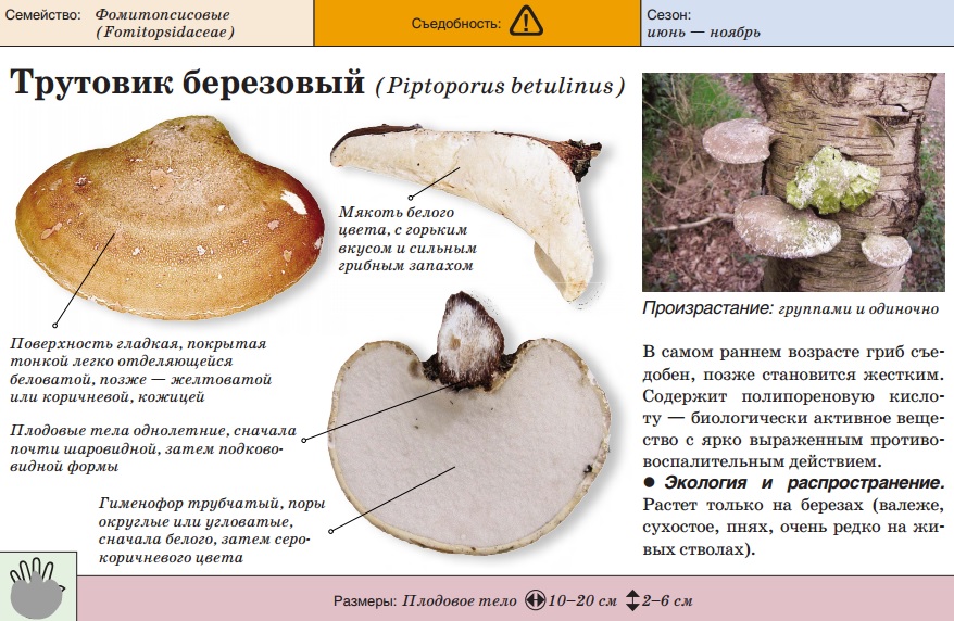 자작나무 부싯깃버섯