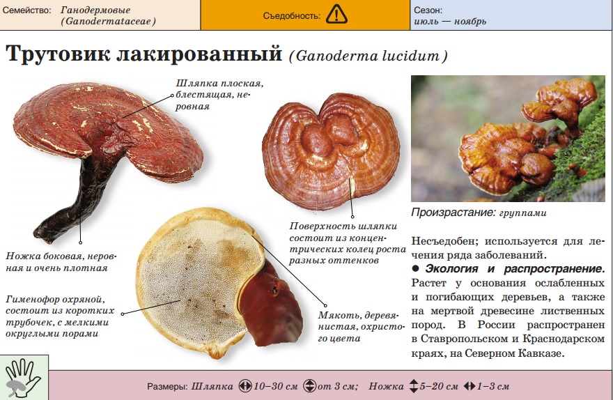 버섯에 대한 설명