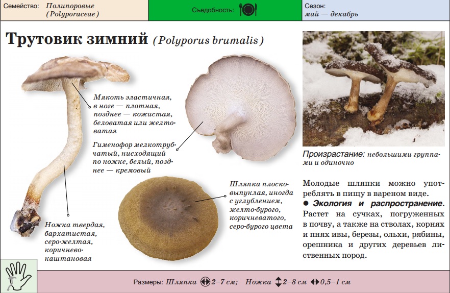 겨울 틴더 곰팡이