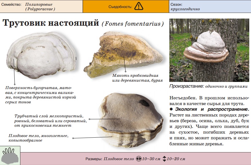 진짜 틴더 곰팡이