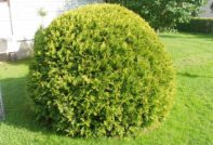 가을에 측백나무를 심으세요