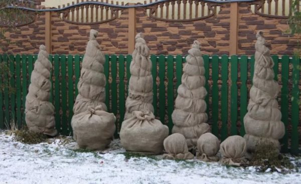 겨울 동안 침엽수 나무를 덮다