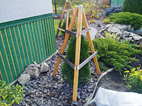 겨울 동안 침엽수 나무를 덮다