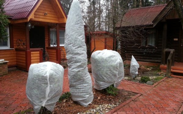 겨울 동안 침엽수 나무를 덮다