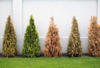 겨울철 침엽수 보호소