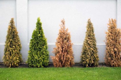 겨울철 침엽수 보호소