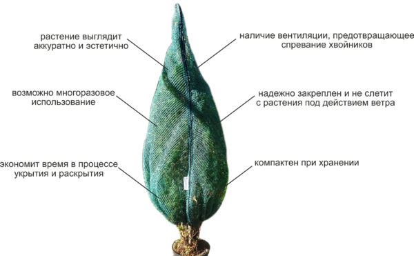 겨울철 침엽수 덮는 방법