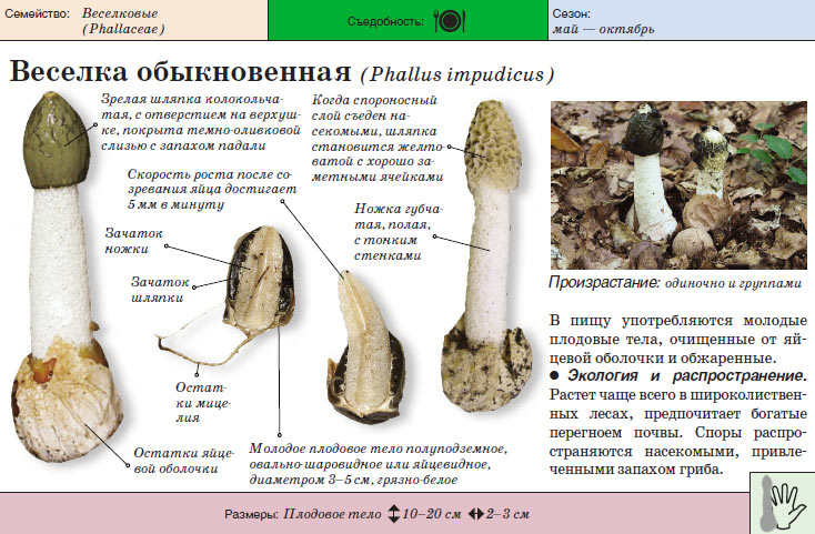 버섯에 대한 일반 정보