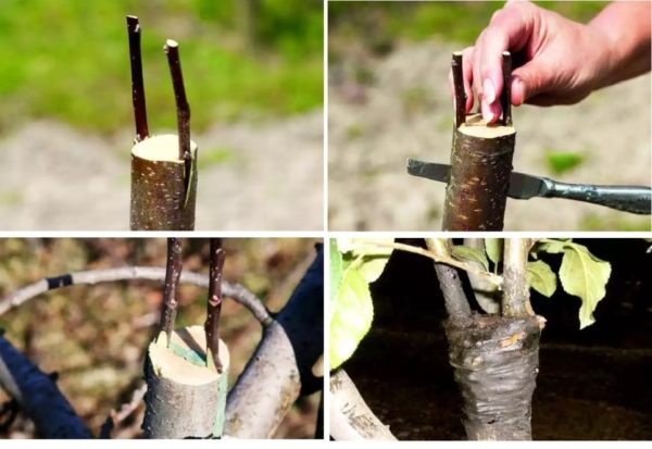 가을에 사과나무 접목하는 방법