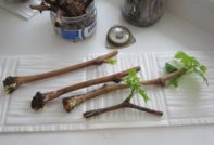 포도 꺾꽂이 발아