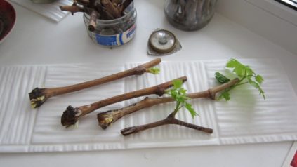 포도 꺾꽂이 발아