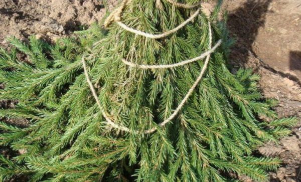 설치류로부터의 보호