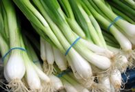 겨울철 온실에서 파 재배