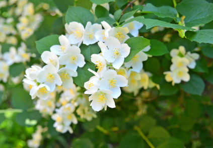 가을철 재스민 관리 방법