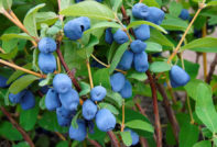 가을의 인동덩굴