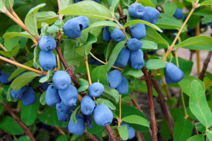 가을의 인동덩굴