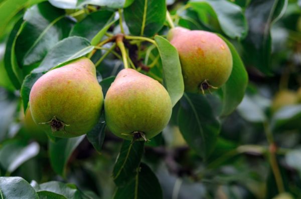 야코블레프가 가장 좋아하는