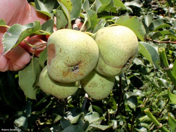 미추린의 겨울 자작나무