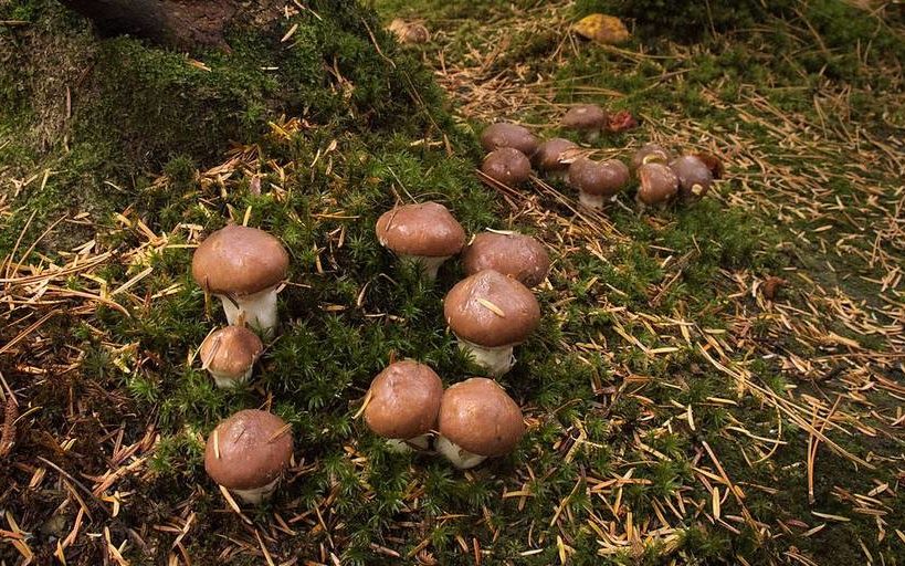 버터버섯의 일종