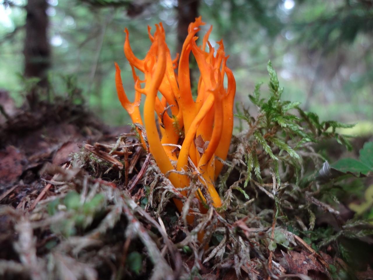 칼로세라 접착제