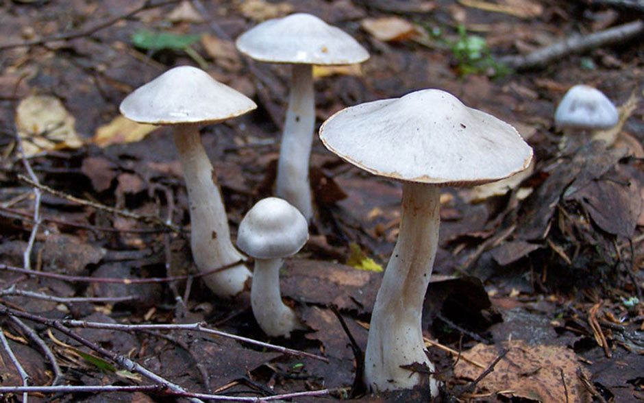 흰색-보라색 거미줄